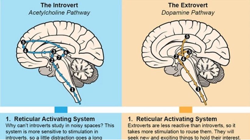 Extrovert introvert.jpg